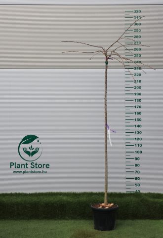   MAGASTÖRZSŰ JAPÁN DÍSZCSERESZNYE KIKU-SHIDARE-ZAKURA C. 10/12- PRUNUS SERRULATA KIKU-SHIDARE-ZAKURA