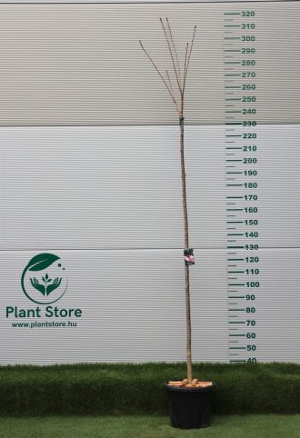   MAGASTÖRZSŰ JAPÁN DÍSZCSERESZNYE ROYAL BURGUNDY C. 8/10- PRUNUS SERRULATA ROYAL BURGUNDY 