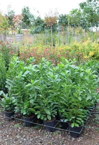 BABÉRMEGGY CSERJE 3L-PRUNUS LAUROCERASUS NOVITA