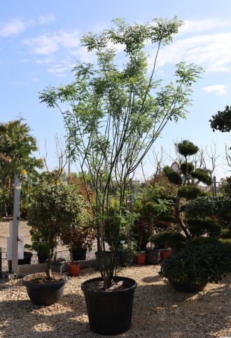 JAPÁNAKÁC TÖBBTÖRZSES- SOPHORA JAPONICA