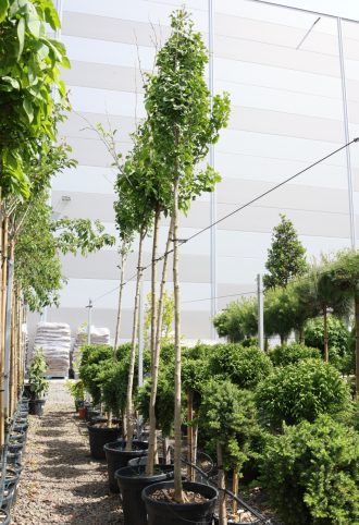 TÖRPE PÁFRÁNYFENYŐ MAGASTÖRZSŰ- GINKGO BILOBA