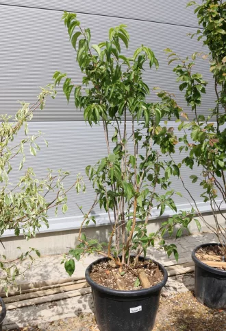 TÖRPE HÉTFIÚVIRÁGCSERJE 150/175- HEPTACODIUM MICONIOIDES