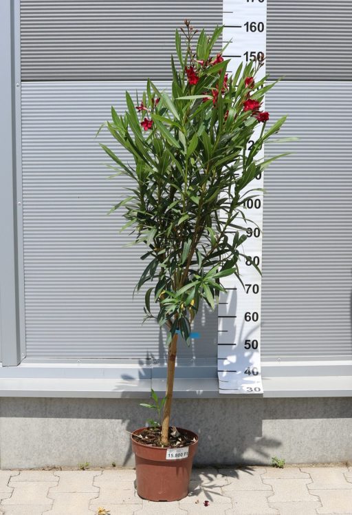 LEANDER TÖRZSES 1/4-  NERIUM OLEANDER