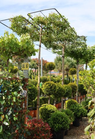   JAPÁN FAGYAL ESERNYŐFA 240 CM-ES TÖRZS- LIGUSTRUM JAPONICUM