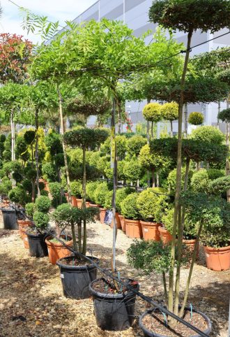 LILAAKÁC ESERNYŐFA- WISTERIA IN VARIETA