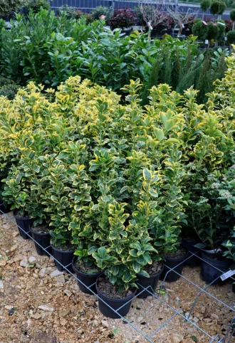 SÁRGATARKA JAPÁN KECSKERÁGÓ 3L-EUONYMUS JAPONICUS AUREA