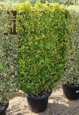   SÁRGATARKA JAPÁN KECSKERÁGÓ PANEL 120X70 CM- EUONYMUS JAPONICUS AUREA