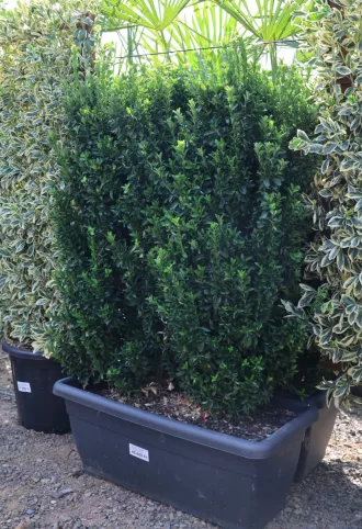   OSZLOPOS KECSKERÁGÓ BENKOMASAKI SÖVÉNYBOKOR- EUONYMUS JAPONICUS BENKOMASAKI