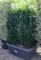 OSZLOPOS KECSKERÁGÓ BENKOMASAKI SÖVÉNYBOKOR- EUONYMUS JAPONICUS BENKOMASAKI