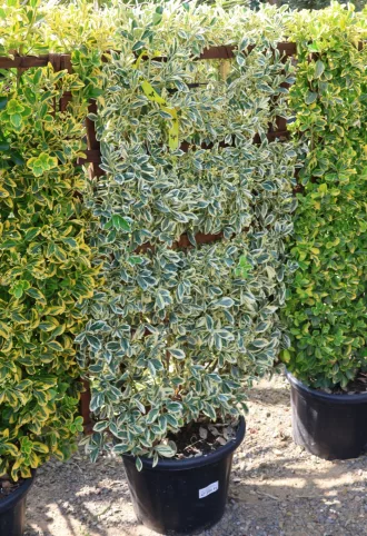   TARKA JAPÁN KECSKERÁGÓ PANEL 120X70 CM- EUONYMUS JAPONICUS BRAVO