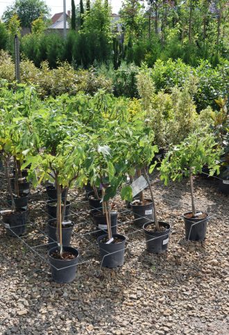 FÜGE TÖRZSES 1/4- FICUS CARICA (FICO)