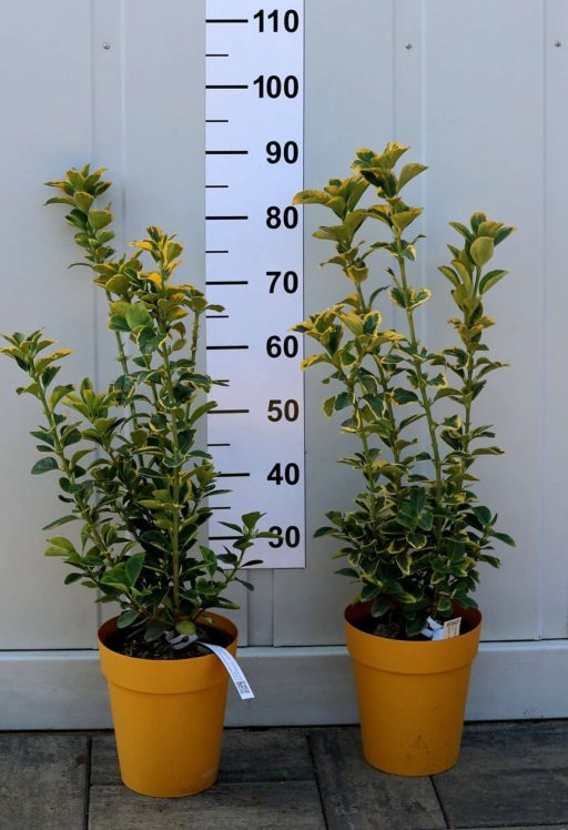 SÁRGATARKA JAPÁN KECSKERÁGÓ 3L-EUONYMUS JAPONICUS AUREA