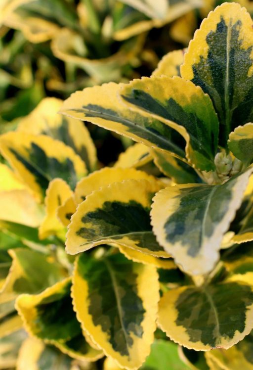 SÁRGATARKA JAPÁN KECSKERÁGÓ 3L-EUONYMUS JAPONICUS AUREA