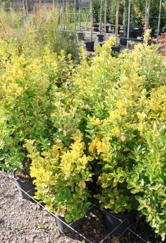 SÁRGATARKA JAPÁN KECSKERÁGÓ 9L-EUONYMUS JAPONICUS AUREA