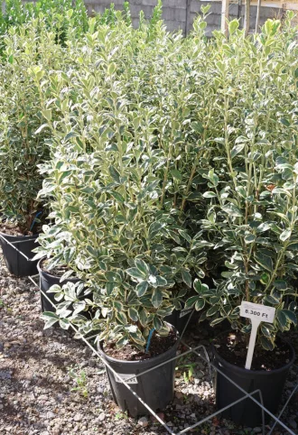 TARKA JAPÁN KECSKERÁGÓ 9L-EUONYMUS JAPONICUS BRAVO