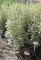 TARKA JAPÁN KECSKERÁGÓ 9L-EUONYMUS JAPONICUS BRAVO