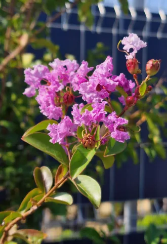 KÍNAI SELYEMMIRTUSZ-LAGERSTROEMIA INDICA IN VARIETA