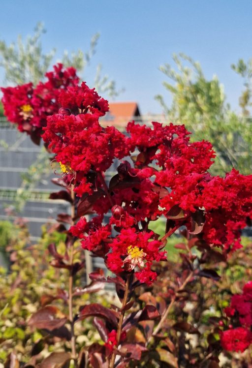 KÍNAI SELYEMMIRTUSZ-LAGERSTROEMIA INDICA IN VARIETA