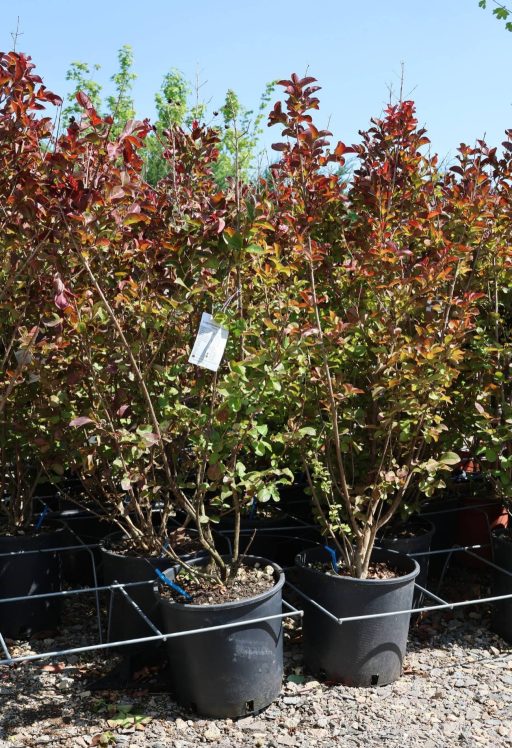 KÍNAI SELYEMMIRTUSZ-LAGERSTROEMIA INDICA IN VARIETA