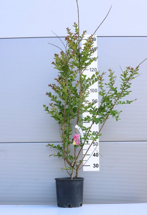 KÍNAI SELYEMMIRTUSZ-LAGERSTROEMIA INDICA IN VARIETA
