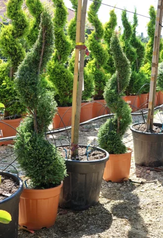 LEYLANDI CIPRUS SPIRÁL 9L- CUPRESSOCYPARIS LEYLANDII