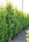 LEYLANDI CIPRUS GOLD RIDER 20L 175/200 CM- CUPRESSOCYPARIS LEYLANDII GOLD RIDER