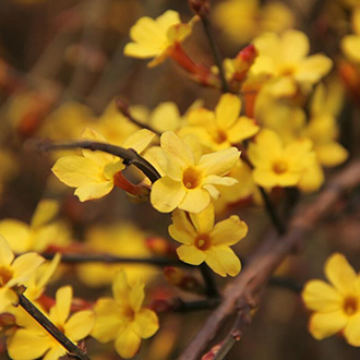 Gyönyörű cserjék, amik élettel töltik meg kertjét