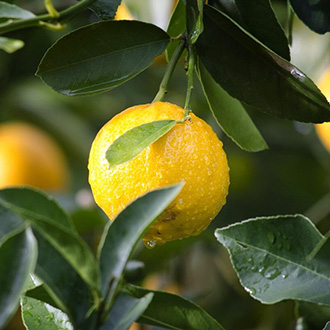 Hogyan gondozzuk otthon a citrusféléket?