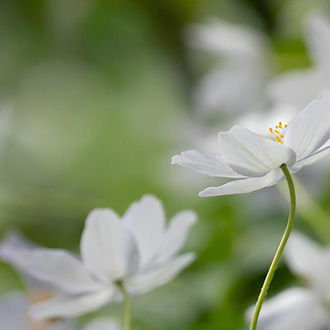 Szárazságtűrő évelő növények a kertben
