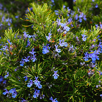 Sokoldalú és csodás cserjékkel a kert elképesztő látványt nyújt