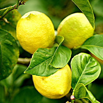 Citrus kisokos: hogyan érdemes gondozni az egzotikus fajokat?