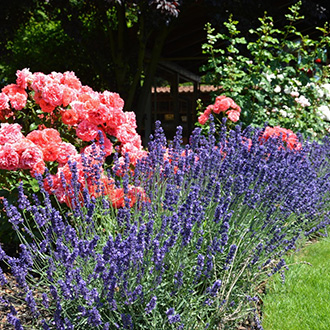 Így tegyük széppé az udvarunkat évről évre