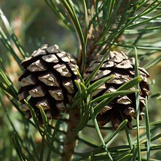 Így gondozzuk a fenyőféléket a kertben