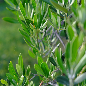 Mediterrán hangulat a kertben olajfákkal