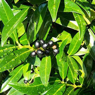 Sövénynövények: a kert privát szigetei