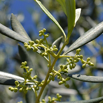 Időtlen olajfák: a természet emlékkapszulái